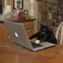 gato-digitando.gif